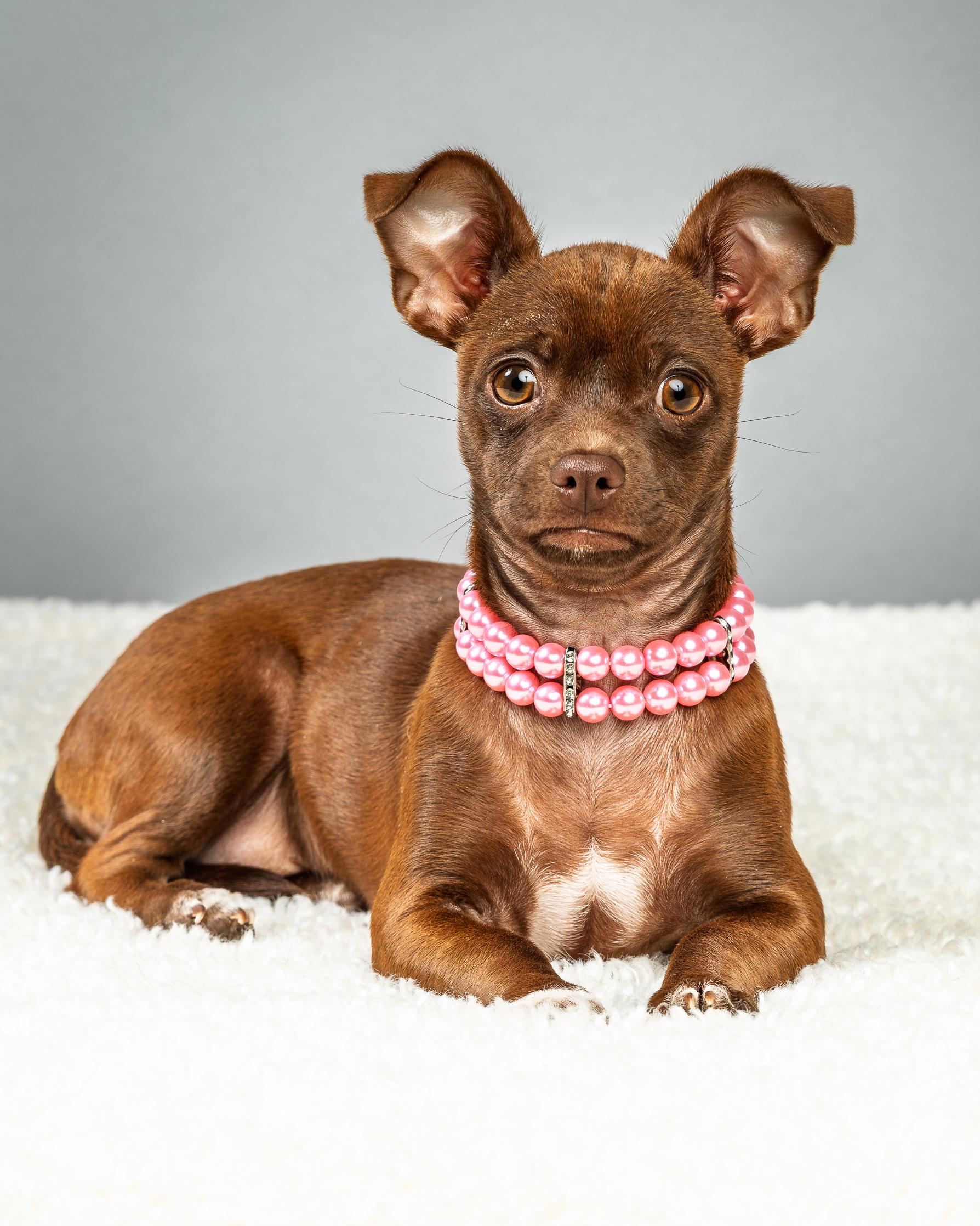 Avery and Emmie - Bonded Puppies, a ADOPTABLE Chihuahua in Plano, TX image 2/6