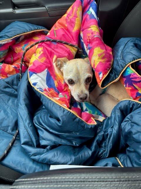 Enlarge Jax, a Adoptable Chihuahua in Winter Park, CO image 1/3
