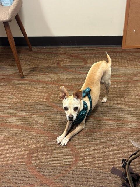 Enlarge Jax, a Adoptable Chihuahua in Winter Park, CO image 2/3