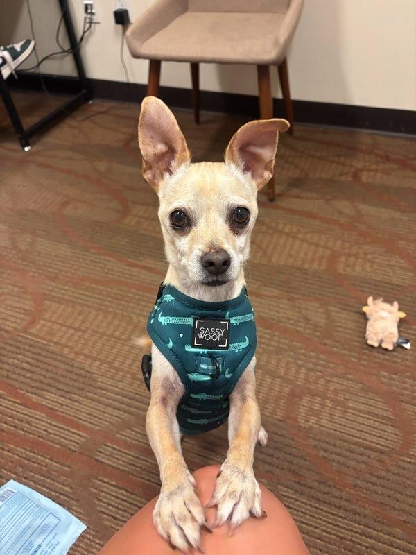 Enlarge Jax, a Adoptable Chihuahua in Winter Park, CO image 3/3