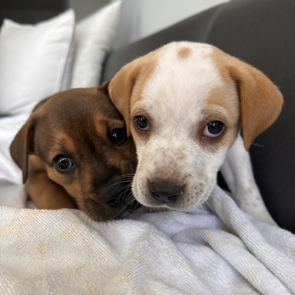 Dog for adoption Orange, a Hound Mix in West Chester, PA Petfinder