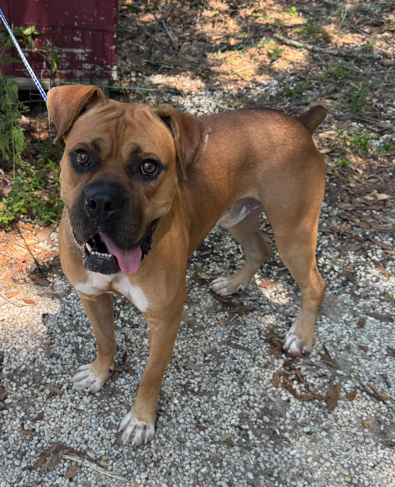 Sugar Ray, Adoptable, Adult Male Boxer.