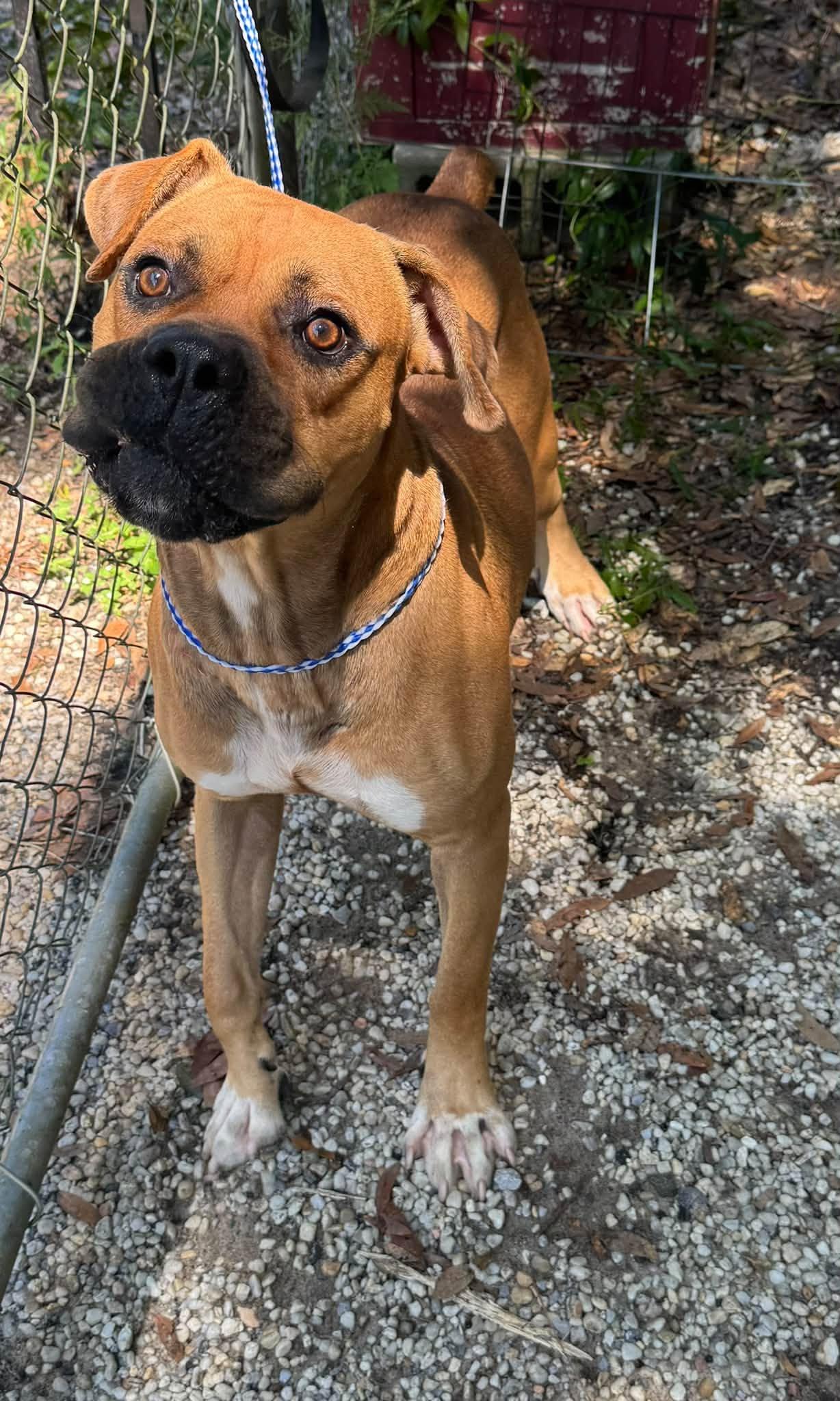 Enlarge Sugar Ray, a Adoptable mixed breed in Navarre, FL image 2/2
