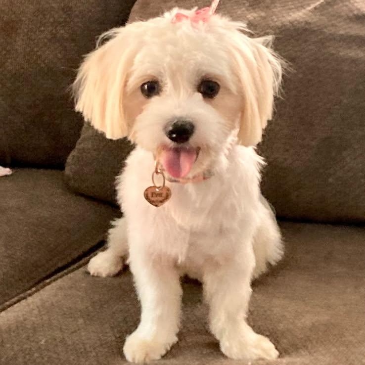 Enlarge Evie, a ADOPTABLE Maltese in Greenville, SC image 4/4