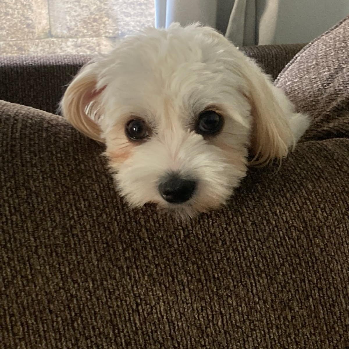 Enlarge Evie, a ADOPTABLE Maltese in Greenville, SC image 1/4