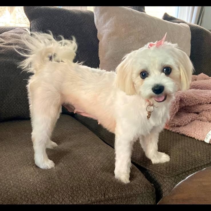 Enlarge Evie, a ADOPTABLE Maltese in Greenville, SC image 2/4