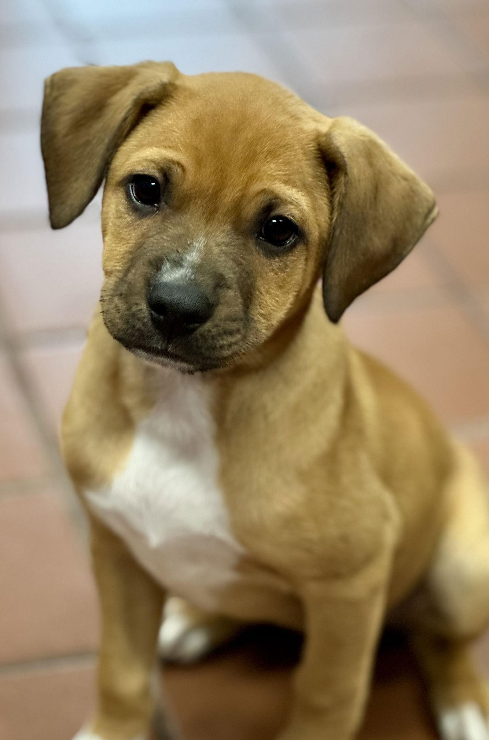 Cinnamon, Adopted, Puppy Female Labrador Retriever.