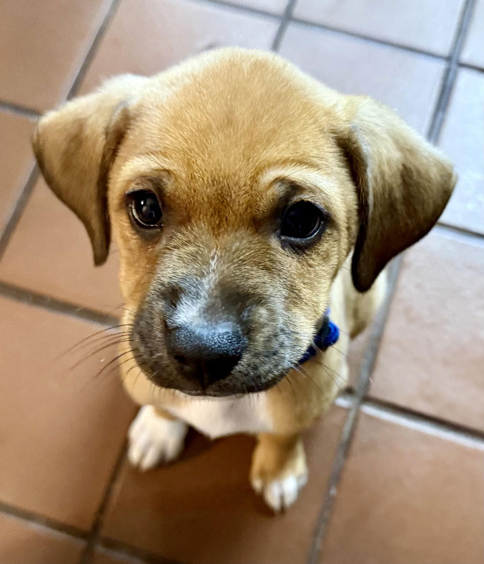 Enlarge Cinnamon, a Adopted Labrador Retriever in Lake Hopatcong, NJ image 2/3