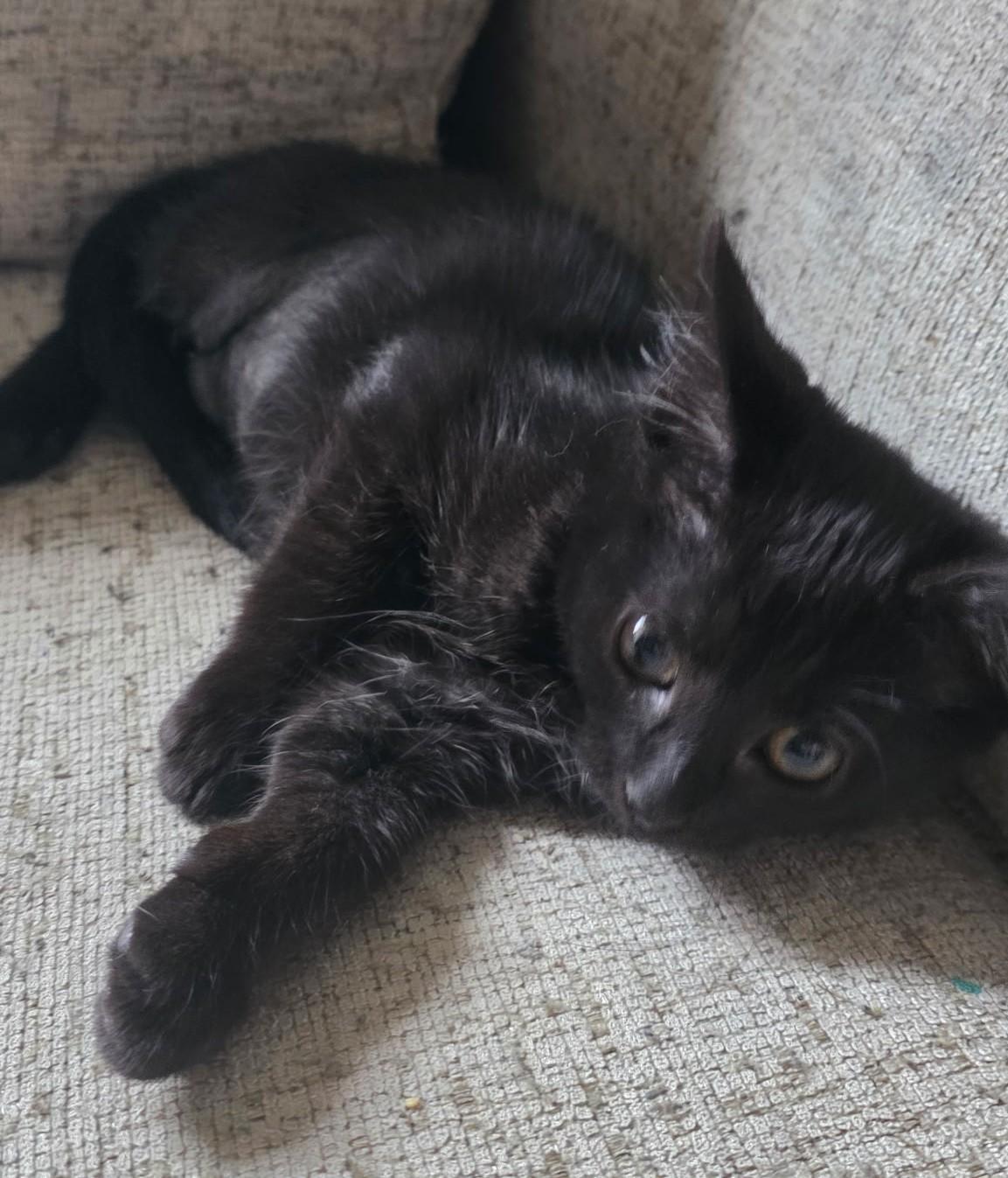 PETUNIA, an adopted Domestic Short Hair in Chicago Ridge, IL image 2/3