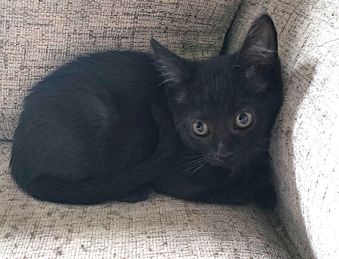 PETUNIA, ADOPTABLE, Young Female Domestic Short Hair.