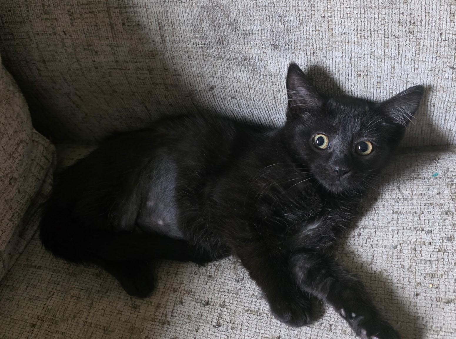PETUNIA, an adopted Domestic Short Hair in Chicago Ridge, IL image 3/3