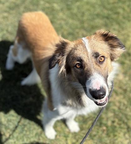 Enlarge Peggy Lee, a Adoptable mixed breed in Phoenix, AZ image 1/3