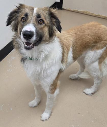Enlarge Peggy Lee, a Adoptable mixed breed in Phoenix, AZ image 2/3