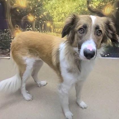 Enlarge Peggy Lee, a Adoptable mixed breed in Phoenix, AZ image 3/3