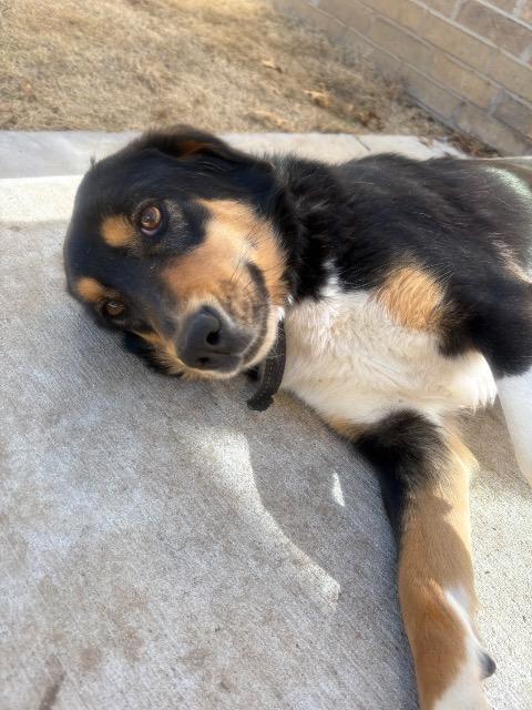 Ruby, Adoptable, Young Female Airedale Terrier.