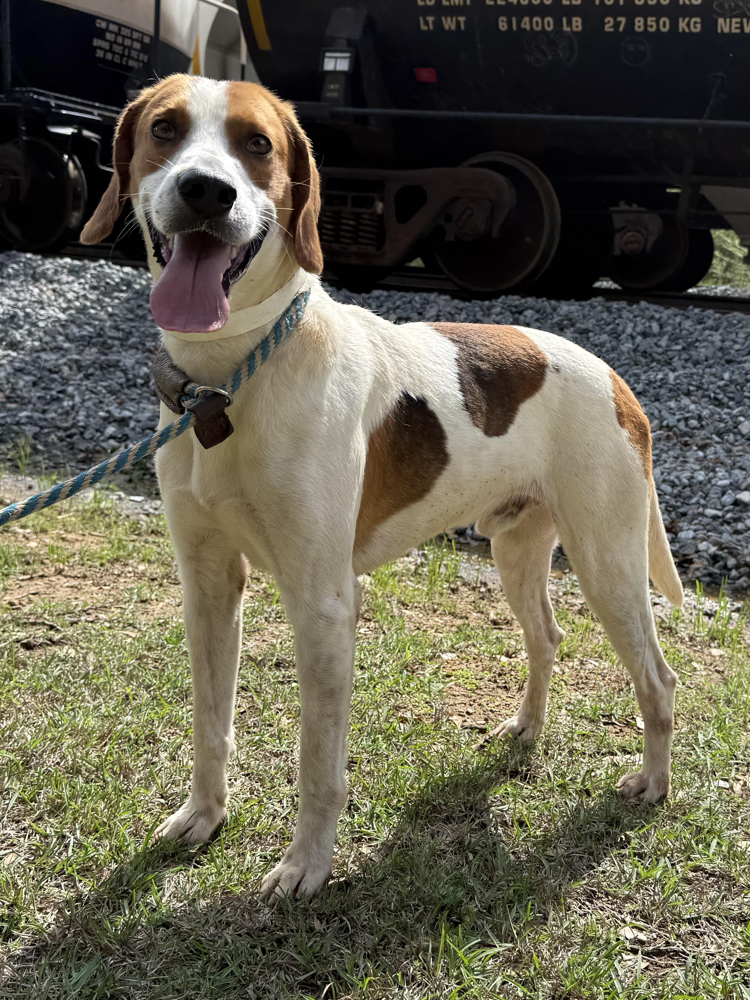 Charlie, a ADOPTABLE Treeing Walker Coonhound in Sylacauga, AL image 2/2