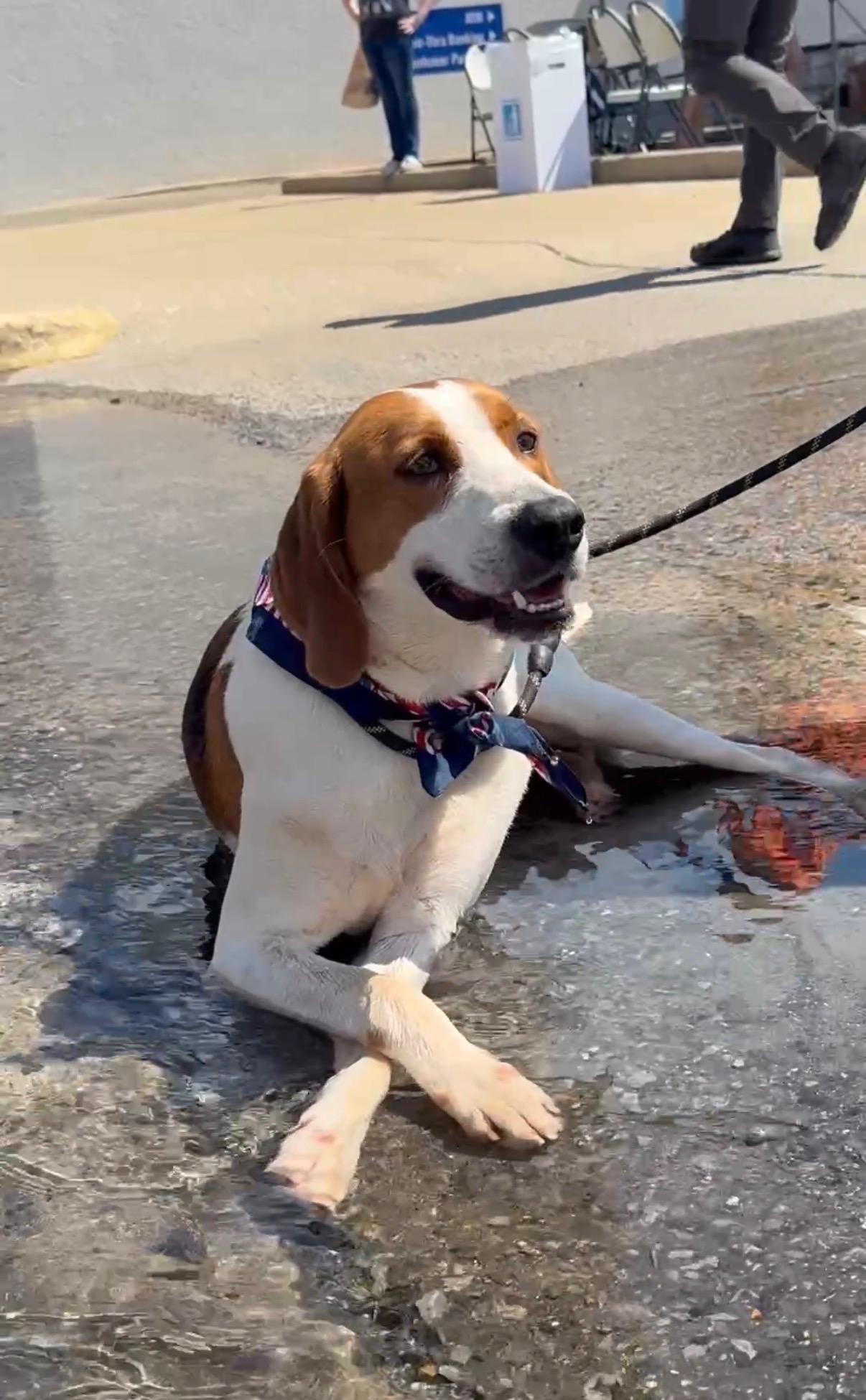 Charlie, a ADOPTABLE Treeing Walker Coonhound in Sylacauga, AL image 1/2