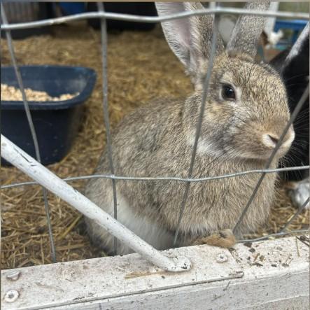 Enlarge Darling, a Adoptable Bunny Rabbit in Navarre, FL image 1/1