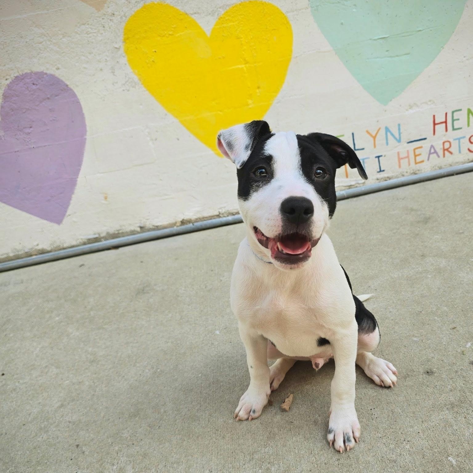 Enlarge Raptor, a Adoptable mixed breed in Rock Hill, SC image 1/6