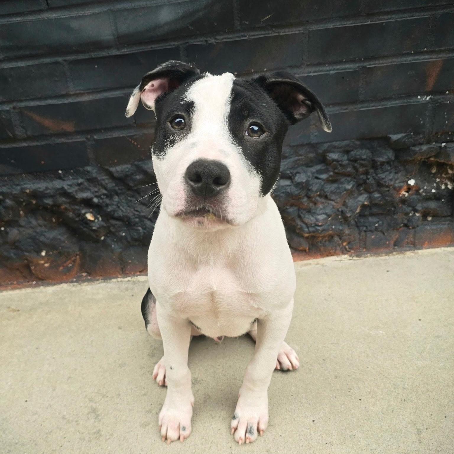 Raptor, a Adoptable mixed breed in Rock Hill, SC image 3/6