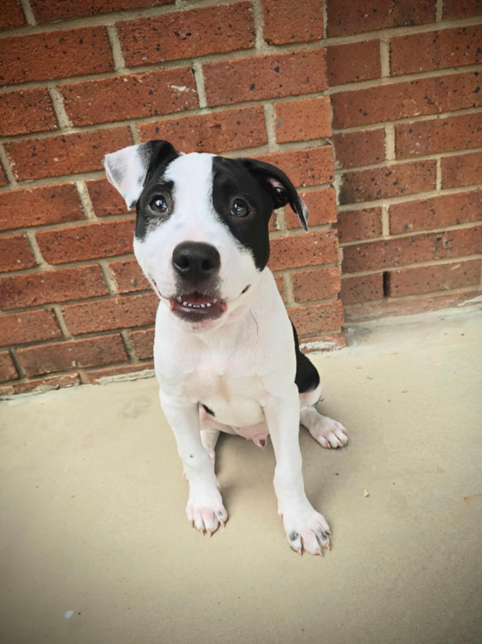 Enlarge Raptor, a Adoptable mixed breed in Rock Hill, SC image 3/6