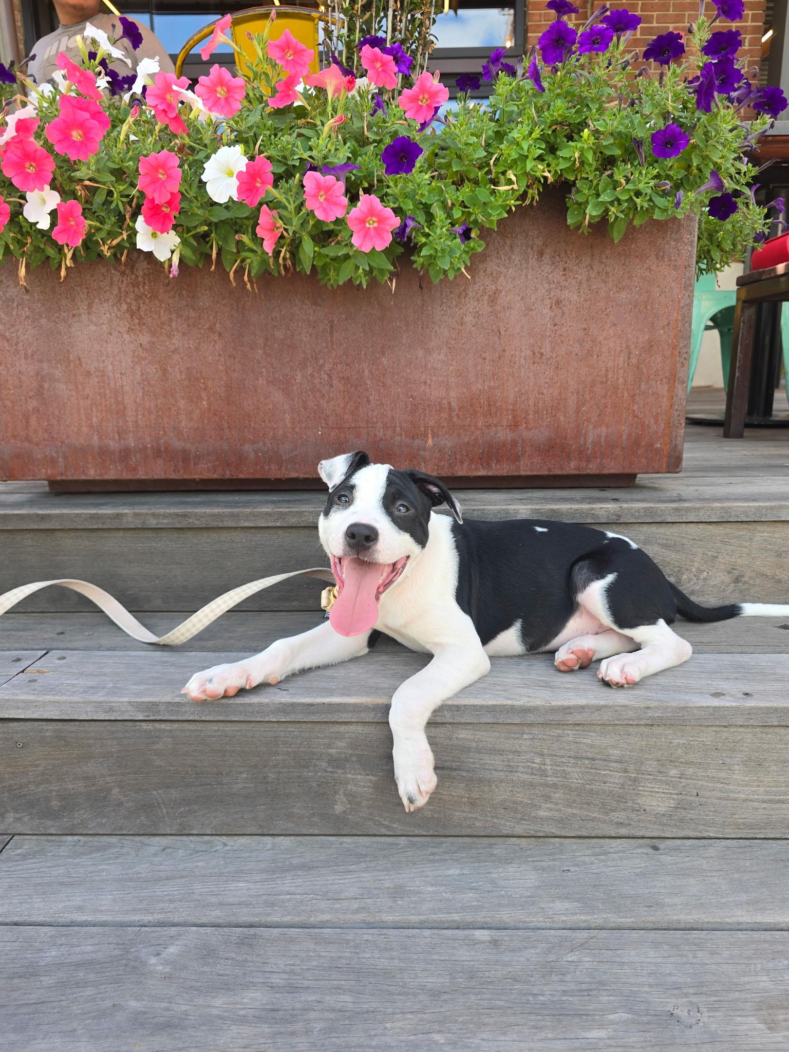 Enlarge Raptor, a Adoptable mixed breed in Rock Hill, SC image 6/6