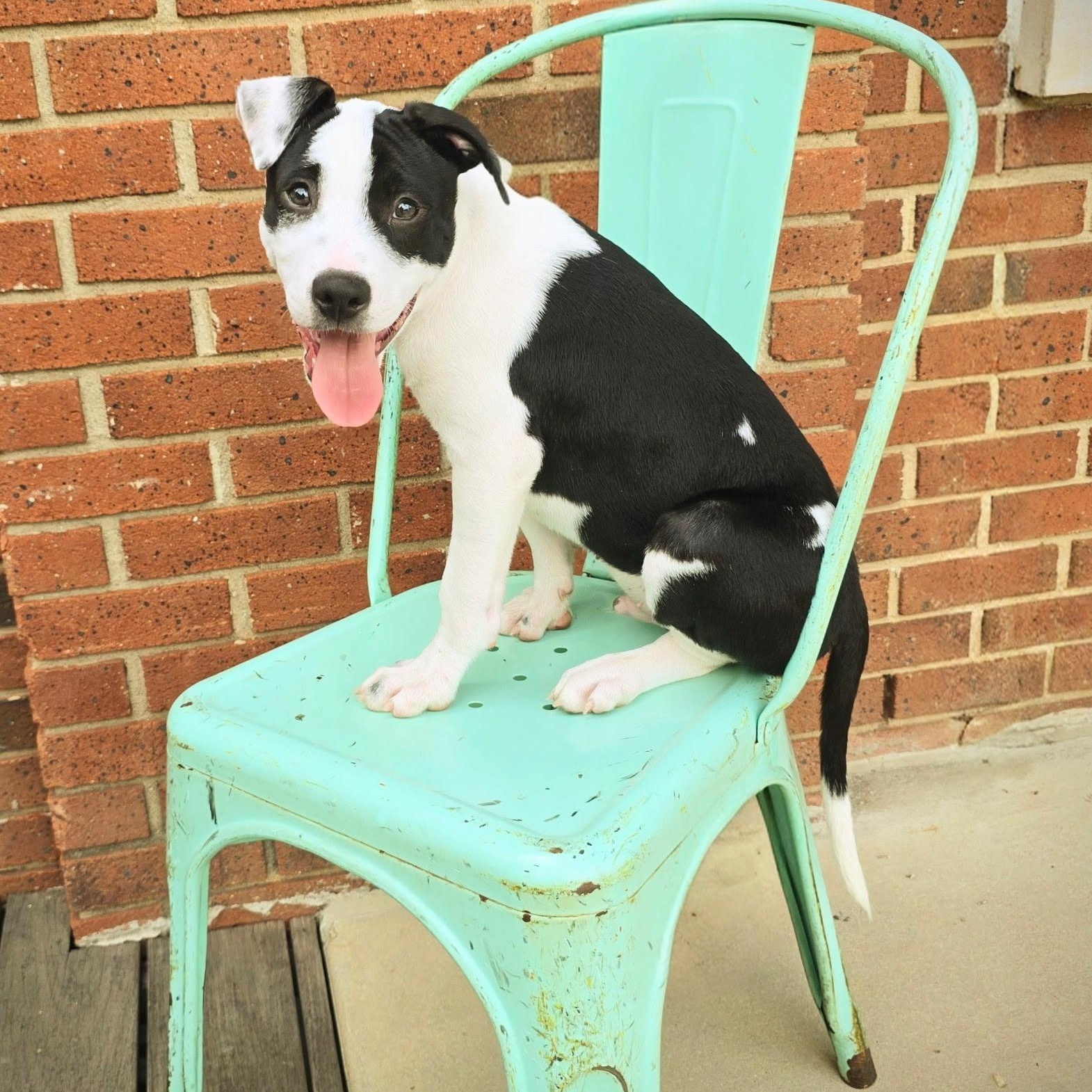 Enlarge Raptor, a Adoptable mixed breed in Rock Hill, SC image 2/6