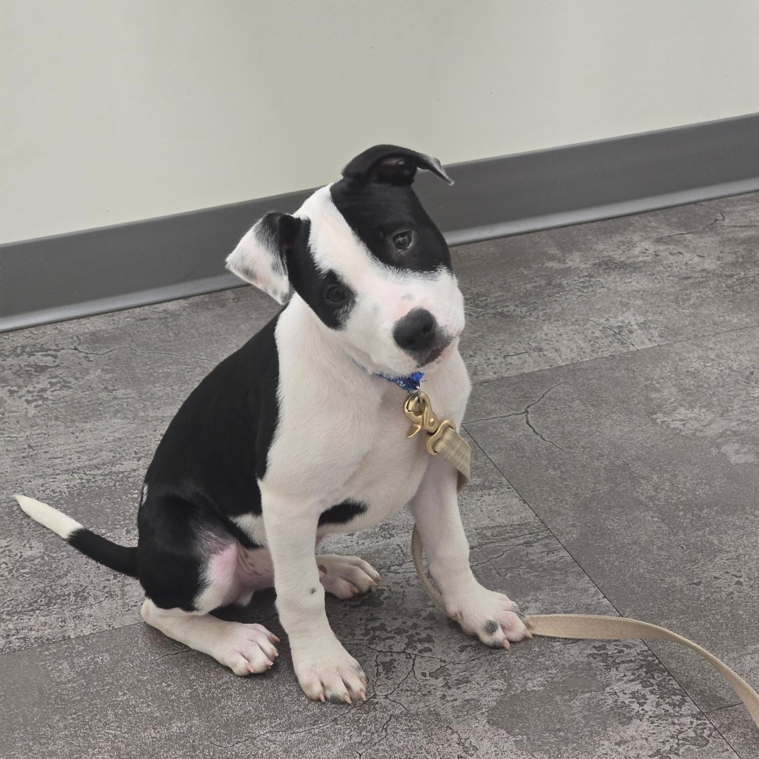 Enlarge Raptor, a Adoptable mixed breed in Rock Hill, SC image 4/6
