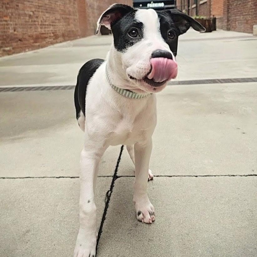 Raptor, a Adoptable mixed breed in Rock Hill, SC image 6/6