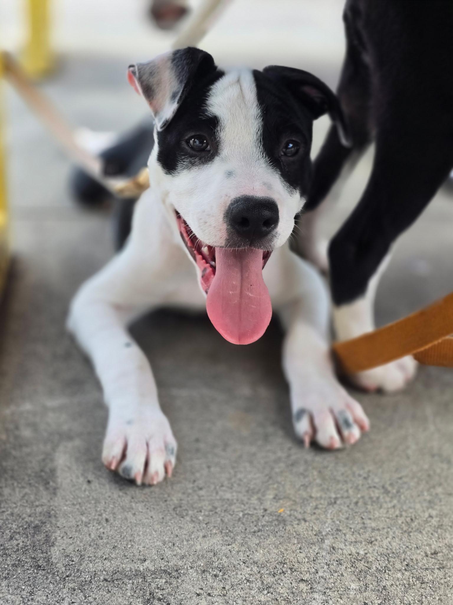 Enlarge Raptor, a Adoptable mixed breed in Rock Hill, SC image 5/6