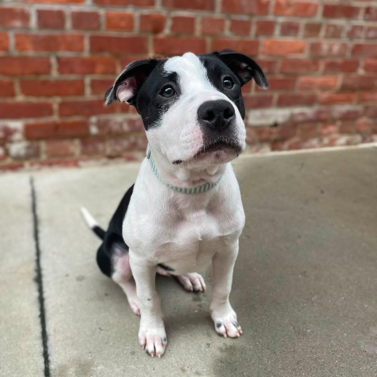 Raptor, a Adoptable mixed breed in Rock Hill, SC image 1/6