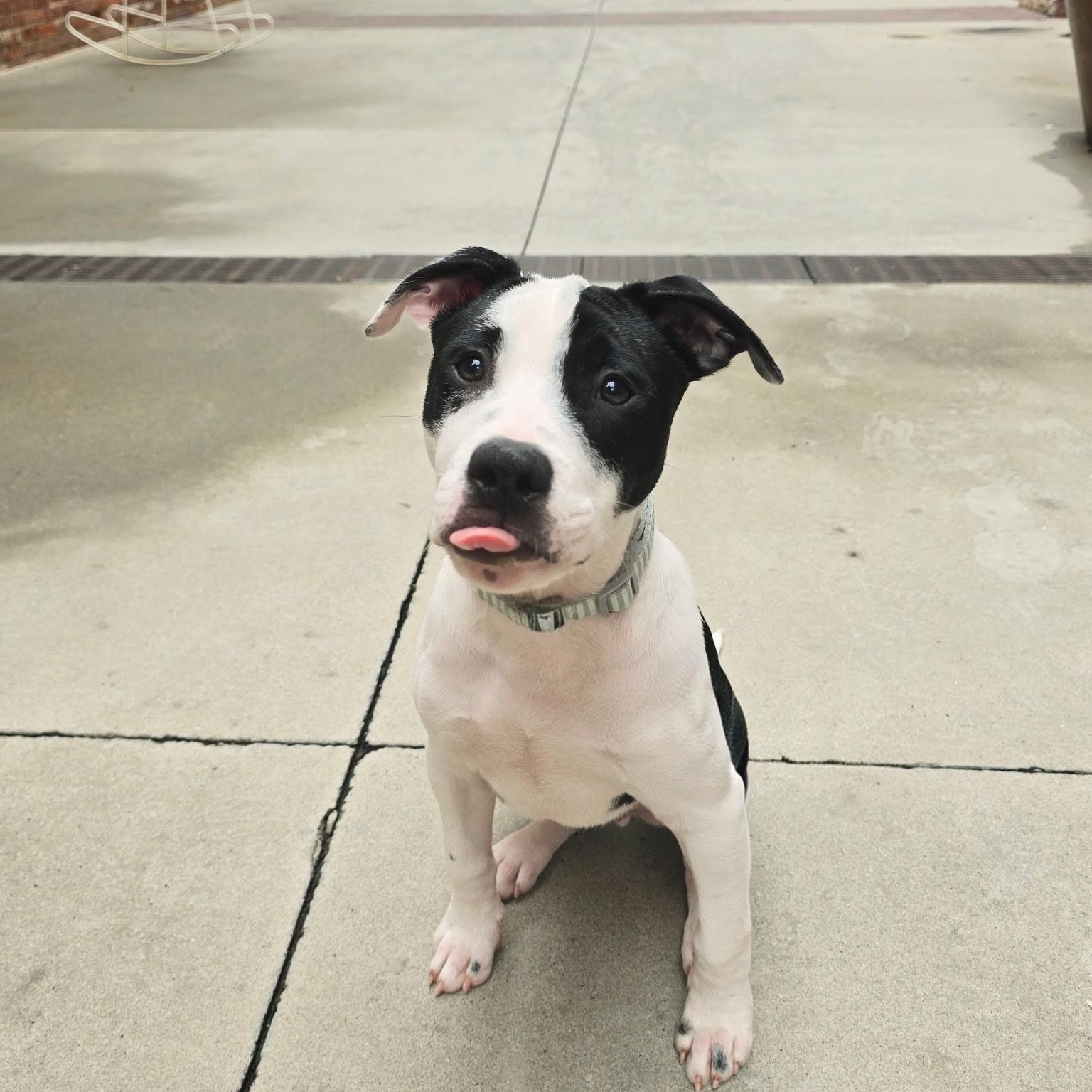 Raptor, a Adoptable mixed breed in Rock Hill, SC image 5/6