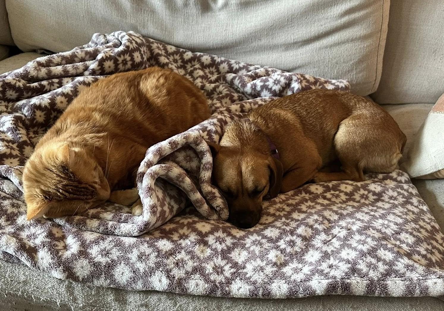 Enlarge Mizuki, a ADOPTABLE Beagle in Eugene, OR image 3/3