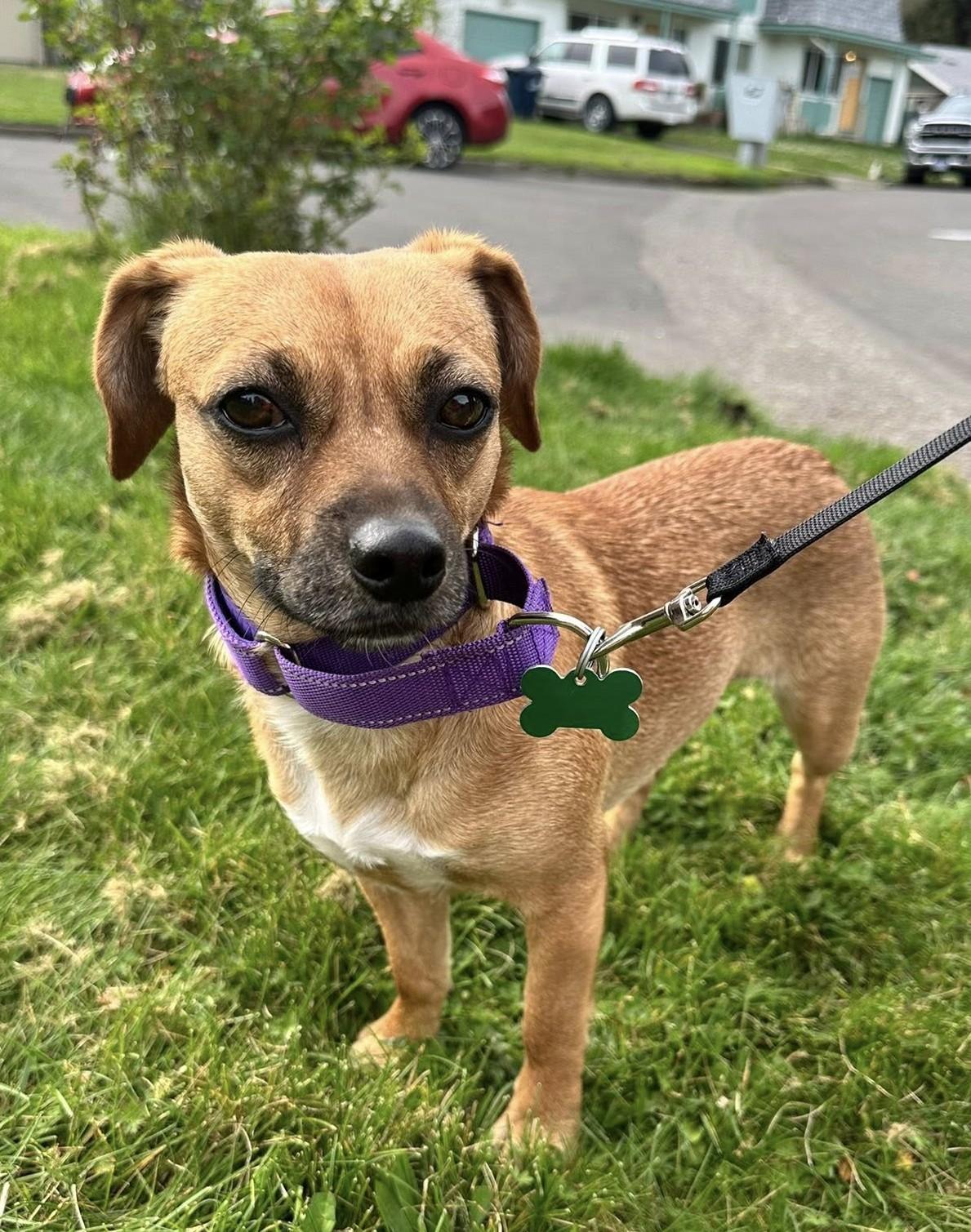 Enlarge Mizuki, a ADOPTABLE Beagle in Eugene, OR image 2/3