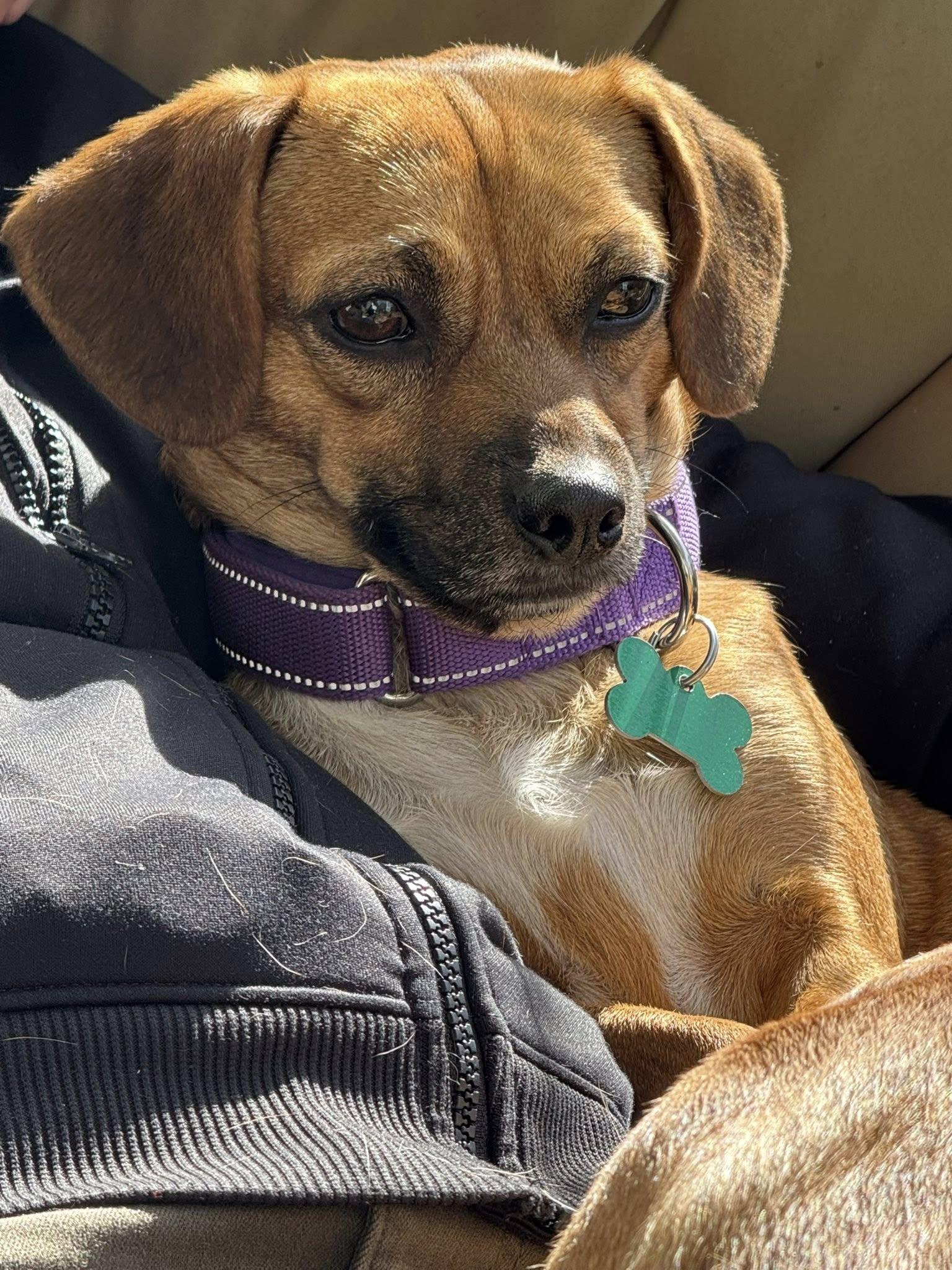 Enlarge Mizuki, a ADOPTABLE Beagle in Eugene, OR image 1/3