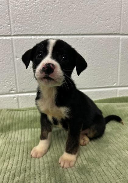 Enlarge Kimchi, a Adoptable mixed breed in Spruce Pine, NC image 1/1
