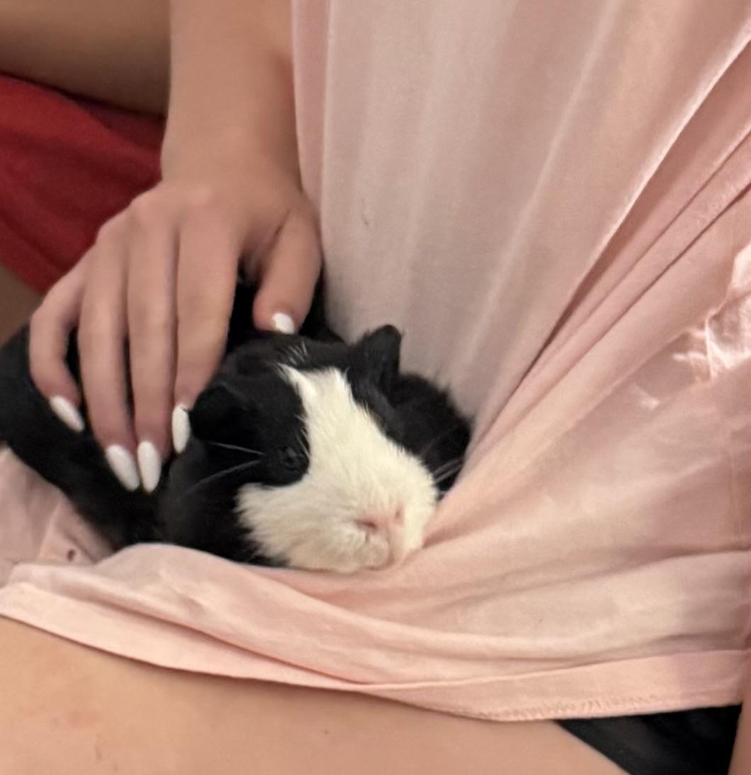 Oreo, a ADOPTABLE Guinea Pig in North salem, NY image 2/2