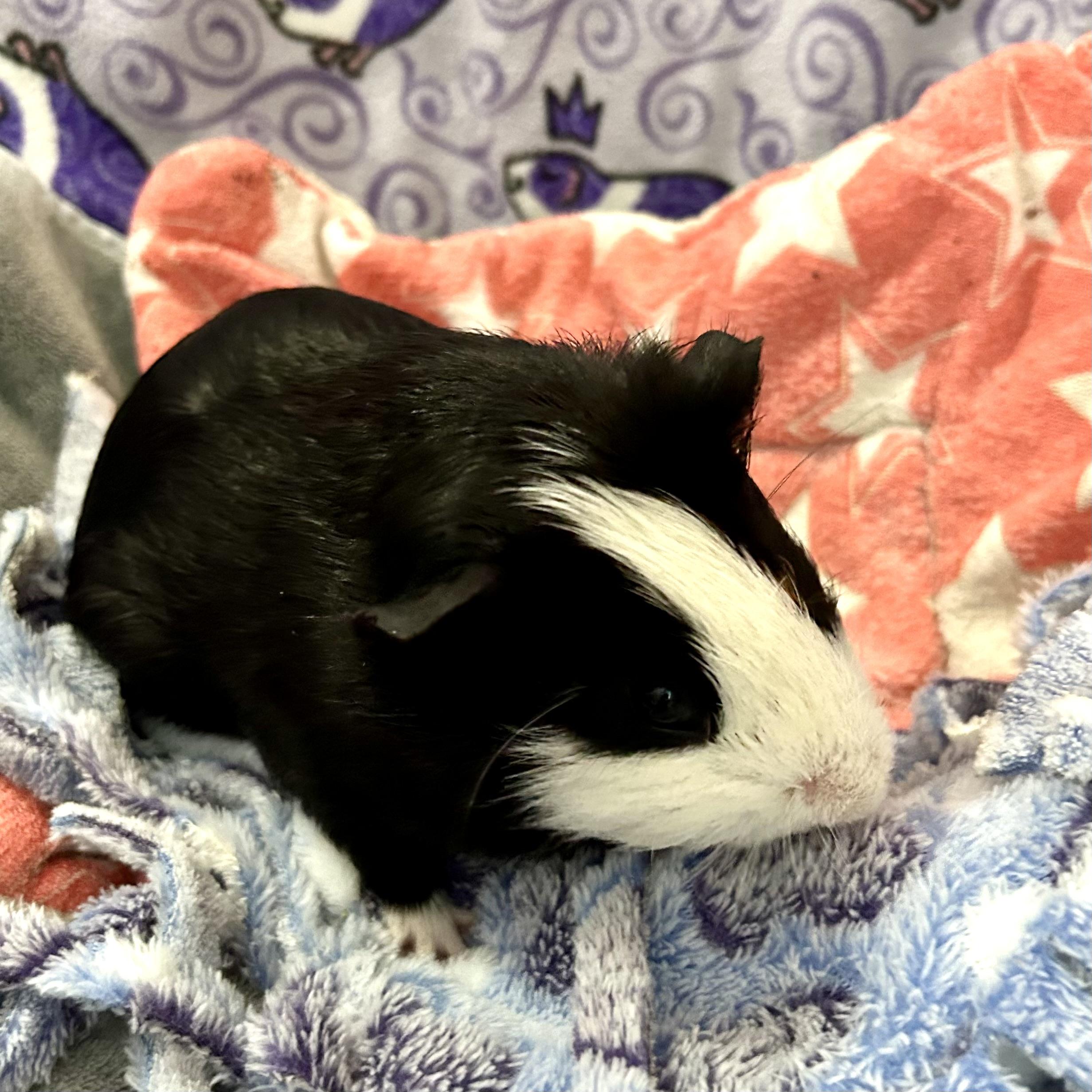 Oreo, a ADOPTABLE Guinea Pig in North salem, NY image 1/2