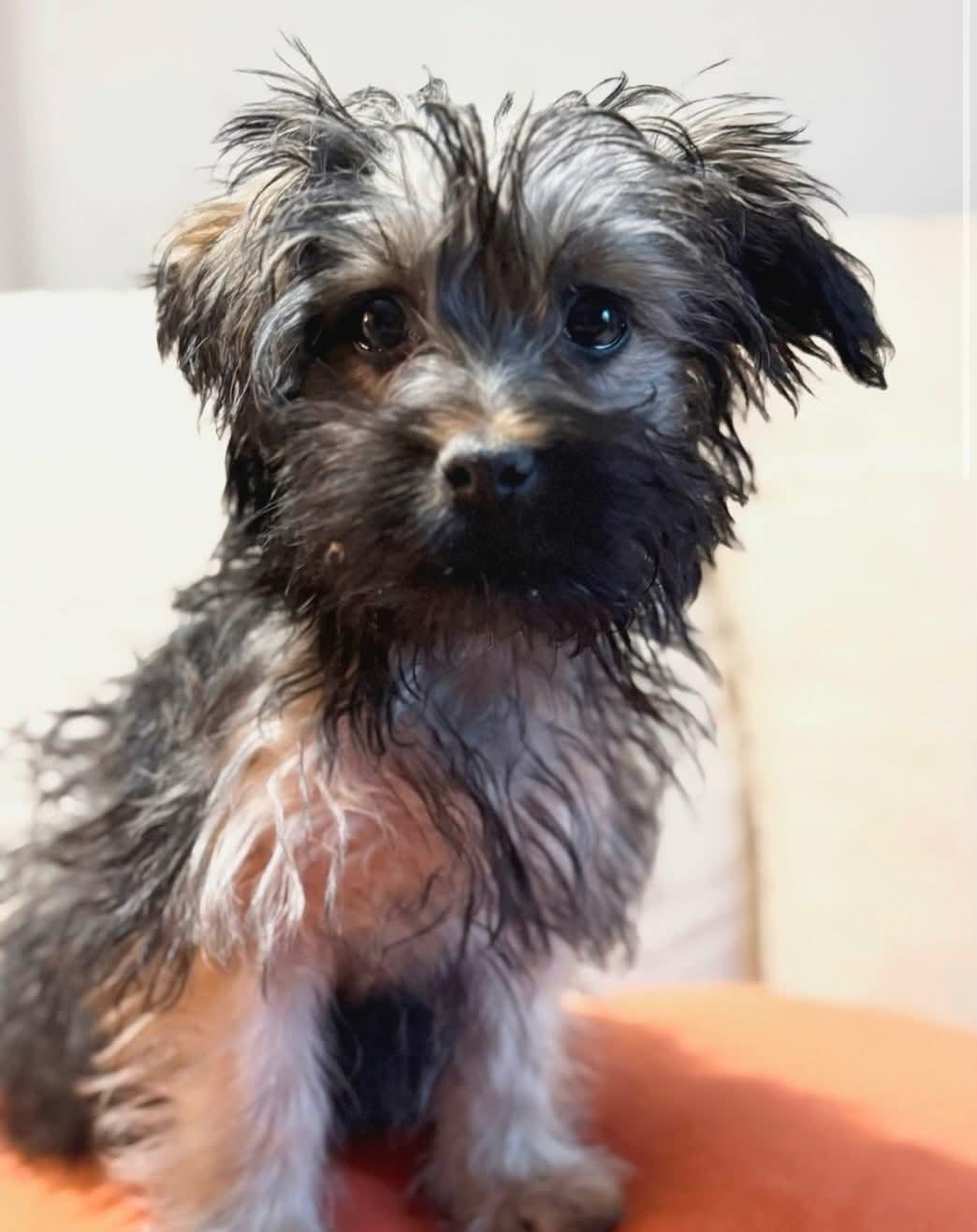 Tenoo, adopted, Puppy Male Yorkshire Terrier.