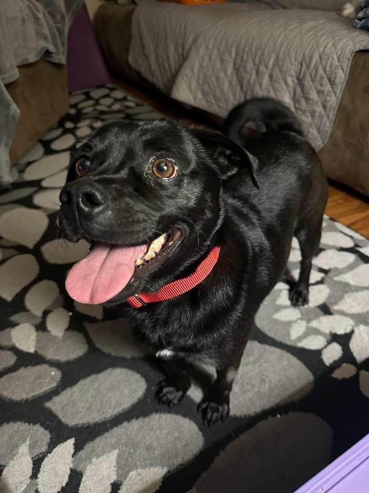 Enlarge Tally, a Adoptable Pug in Bristol, WI image 1/6