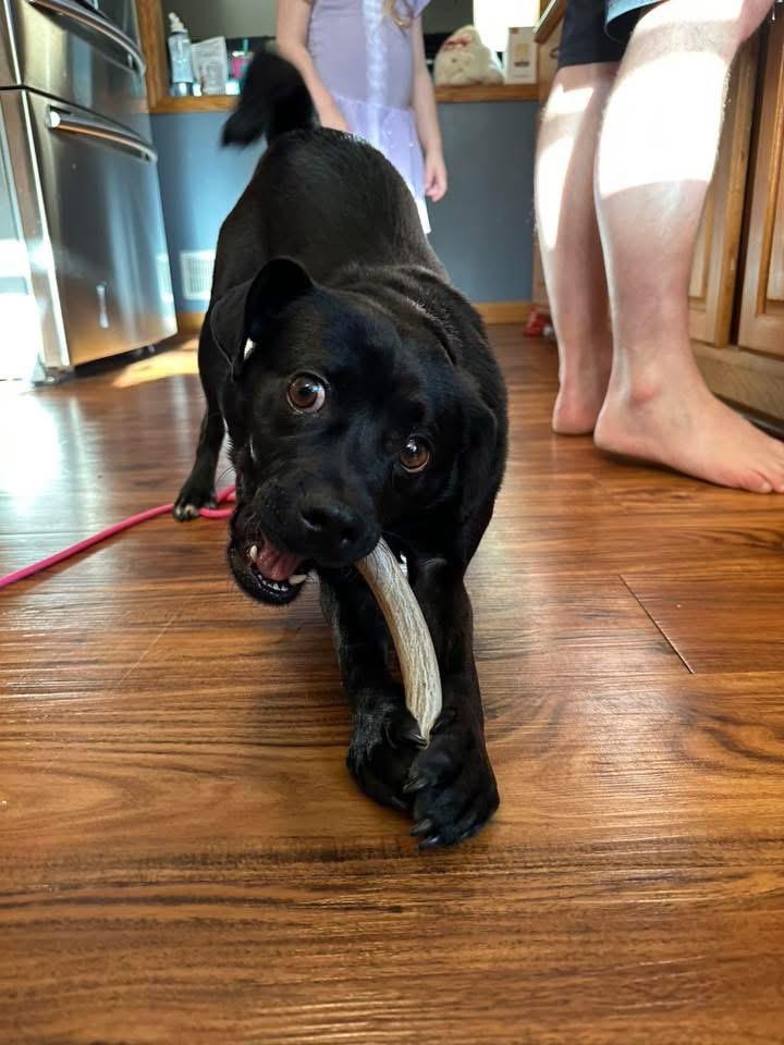 Enlarge Tally, a Adoptable Pug in Bristol, WI image 2/6