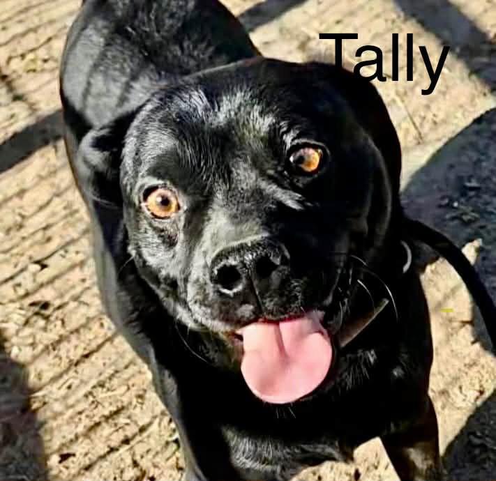 Enlarge Tally, a Adoptable Pug in Bristol, WI image 3/6