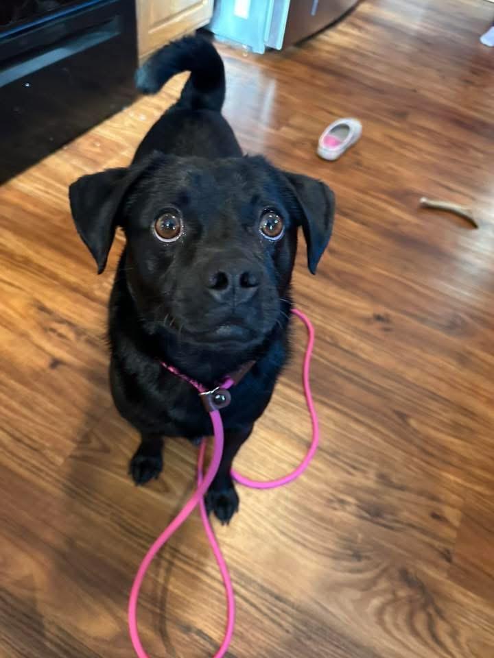 Enlarge Tally, a Adoptable Pug in Bristol, WI image 4/6