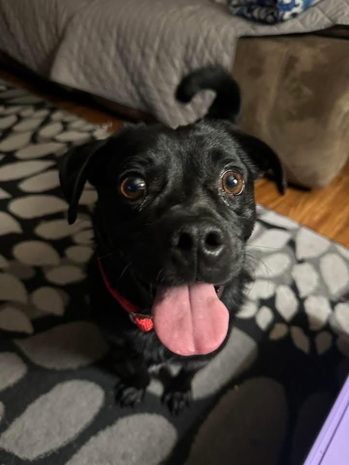 Enlarge Tally, a Adoptable Pug in Bristol, WI image 5/6