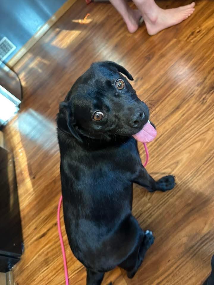 Enlarge Tally, a Adoptable Pug in Bristol, WI image 6/6