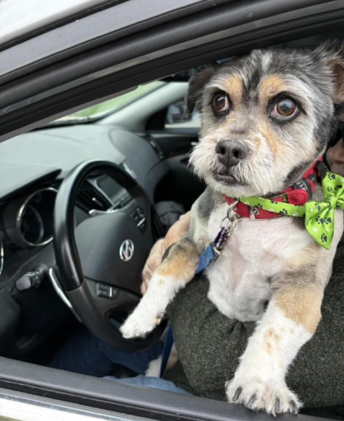 Enlarge Moe (Sweet Blind Senior), a ADOPTABLE mixed breed in Northville, MI image 4/5