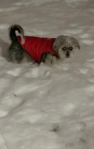 Moe (Sweet Blind Senior), a ADOPTABLE mixed breed in Northville, MI image 5/5