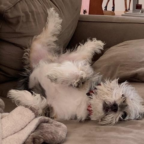 Moe (Sweet Blind Senior), a ADOPTABLE mixed breed in Northville, MI image 3/5