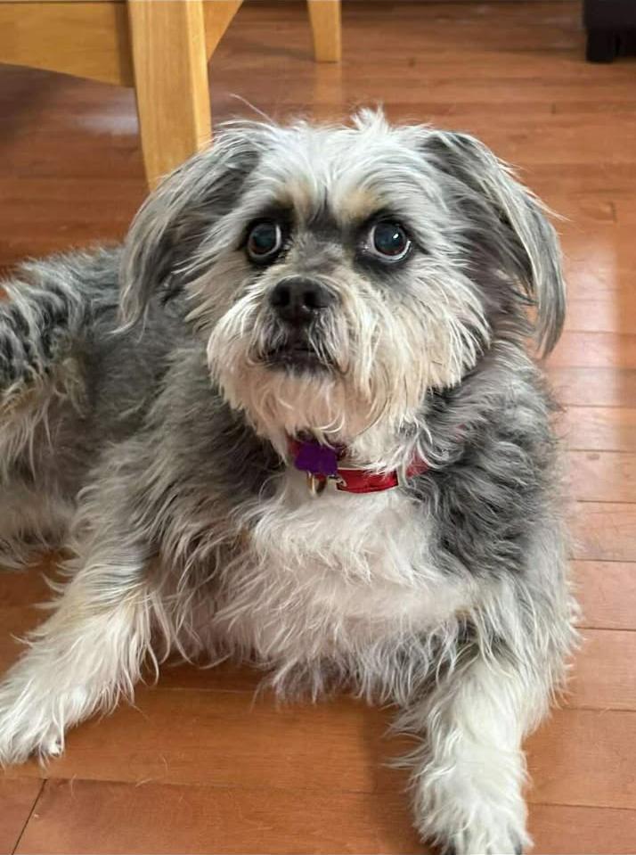 Moe (Sweet Blind Senior), ADOPTABLE, Senior Male Shih Tzu.