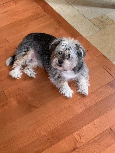 Moe (Sweet Blind Senior), a ADOPTABLE mixed breed in Northville, MI image 2/5